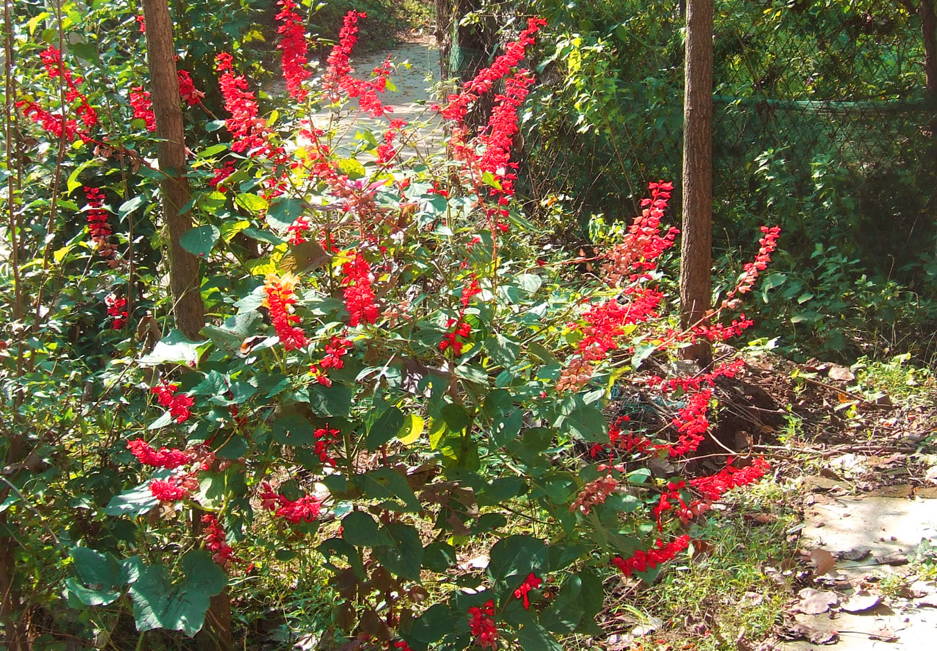 DSCF6524.JPG