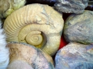 青藏高原海螺化石