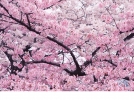 樱花起源中国
