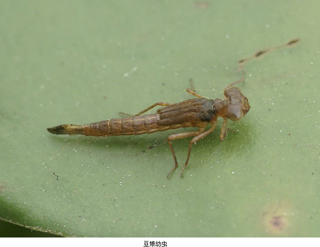 豆娘综合其他 - powered by discuz!