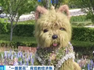 潦草小狗