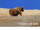 西|藏阿里地区金丝野牦牛