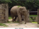 大象版纳