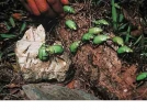 洪都拉斯热带森林寻找宝石金龟子