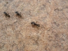 长白山红蚂蚁